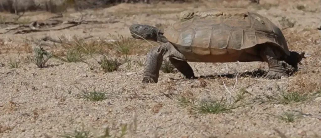 tortoise walking through the desert